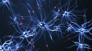 paměť neurony